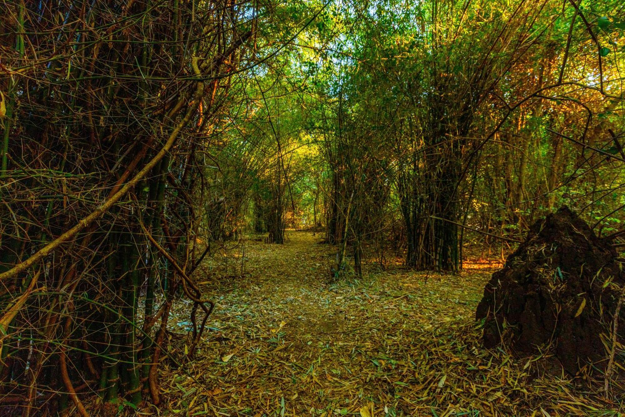 Brook Ville Sasan Gir Exterior foto